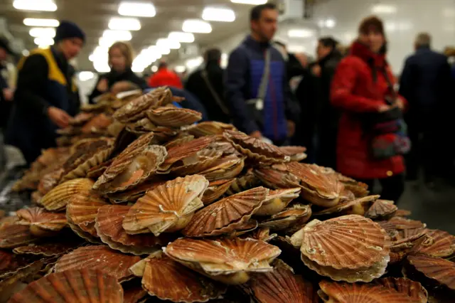 Scallops on sale at a market in France