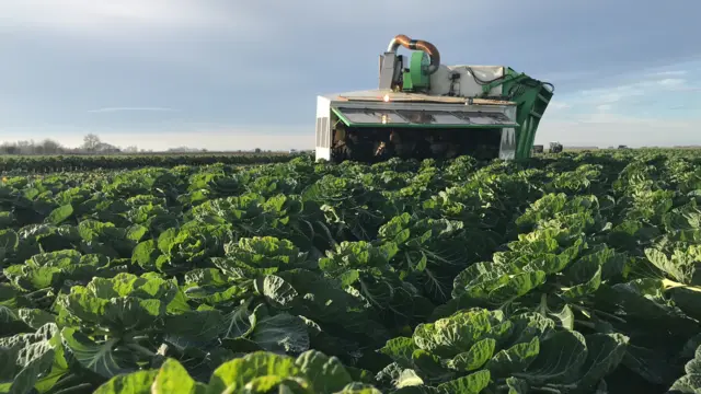 brassicas