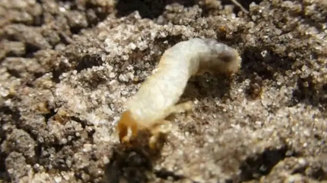 grubs