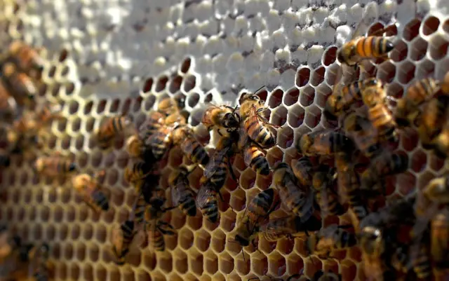 Beehive