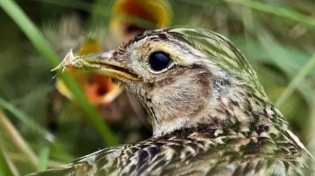 A skylark nest with chicks awaiting food