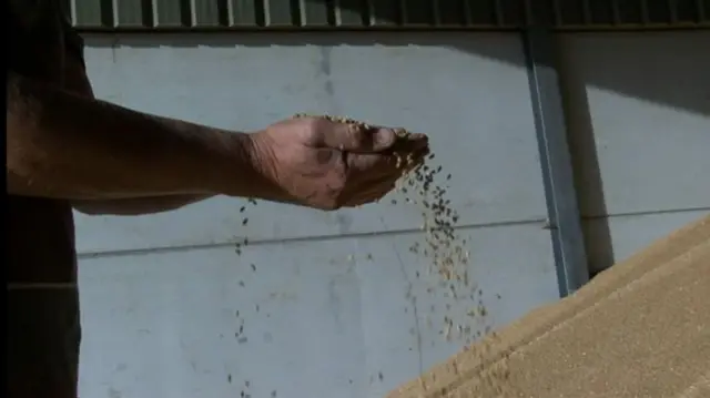 Wheat grains fall from cupped hands