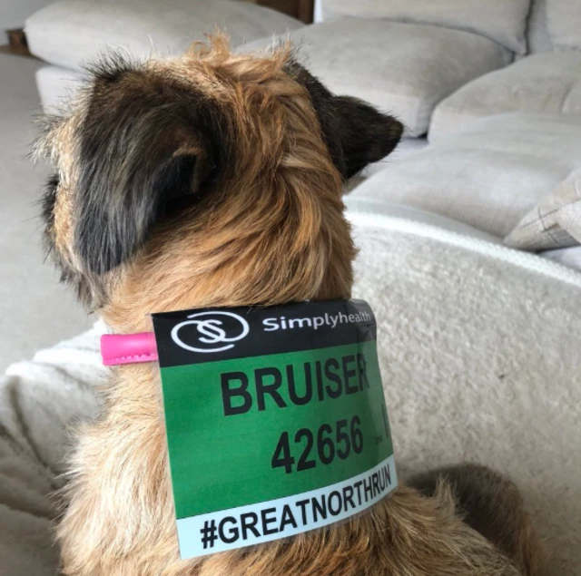 Bruiser the dog