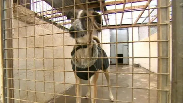 Dog at Ark animal rescue centre