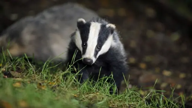 A badger