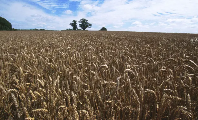 Field of wheat