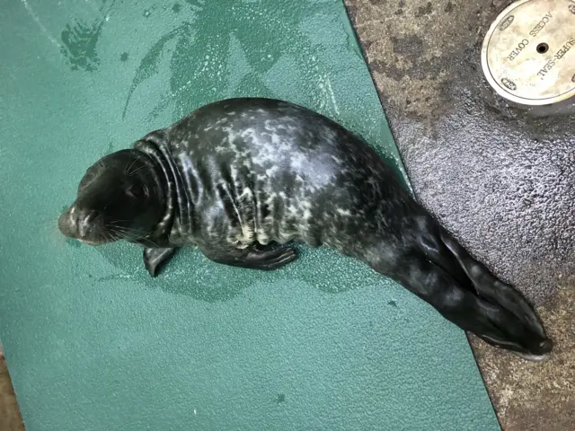 Oil-covered seal