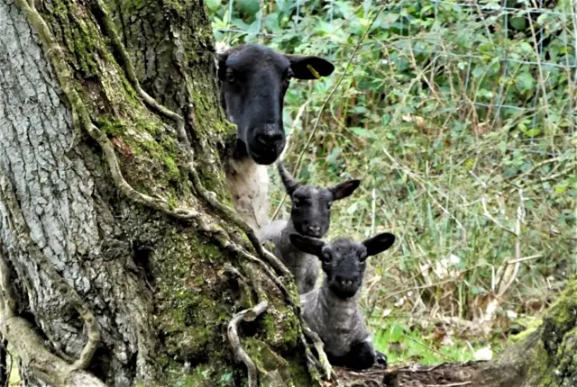 Sheep behind tree. Pic: Barry Quick