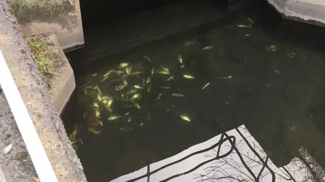 Dead fish in Golden Brook