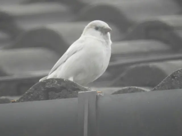 White sparrow