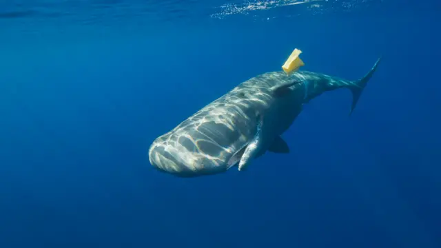 Sperm Whale with plastic waste