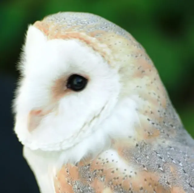 Barn Owl