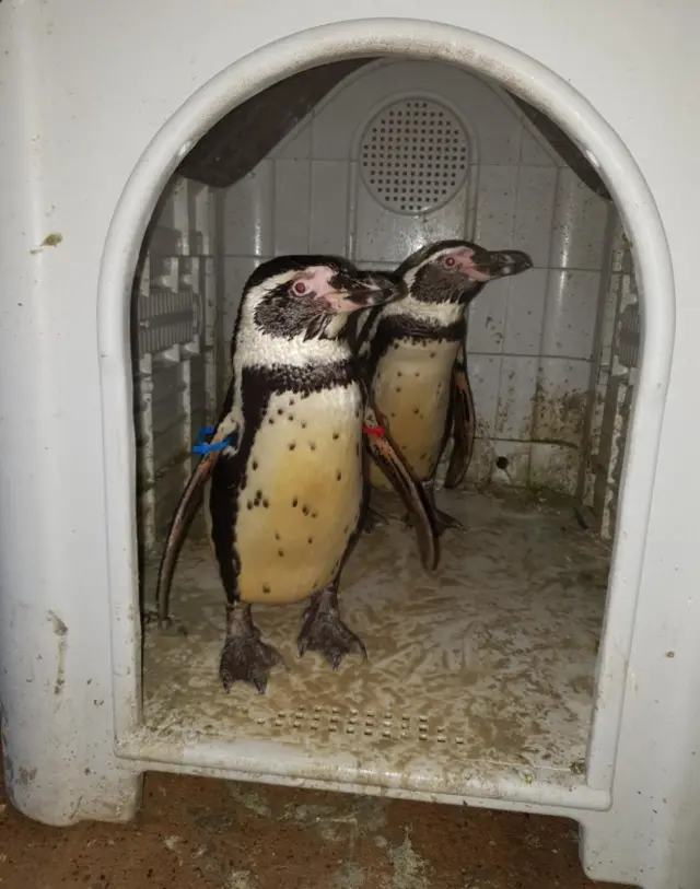 Stolen penguins