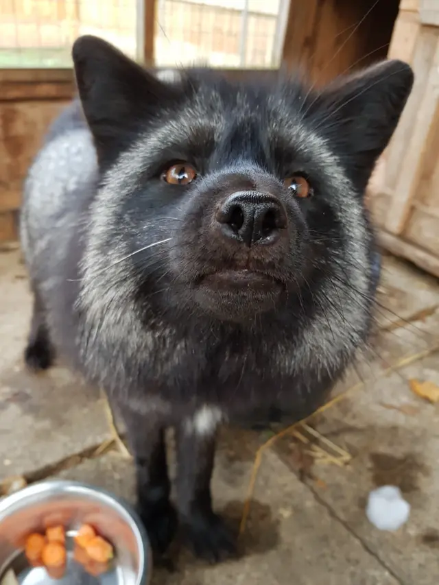 Dexter, a silver fox