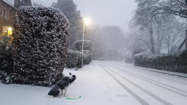 Dog looks over snow in Buxton