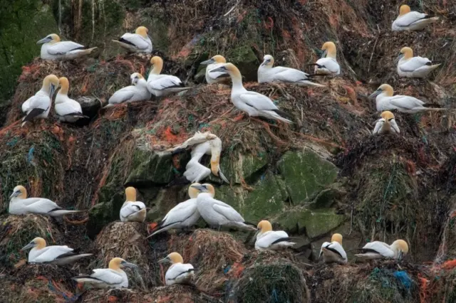 Gannets on Alderney