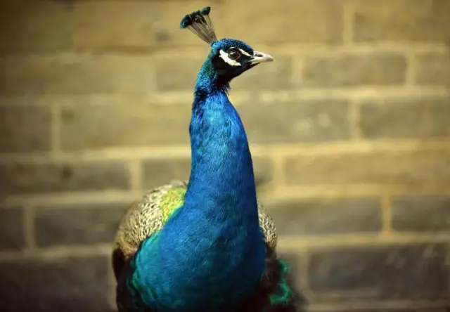 Peacock