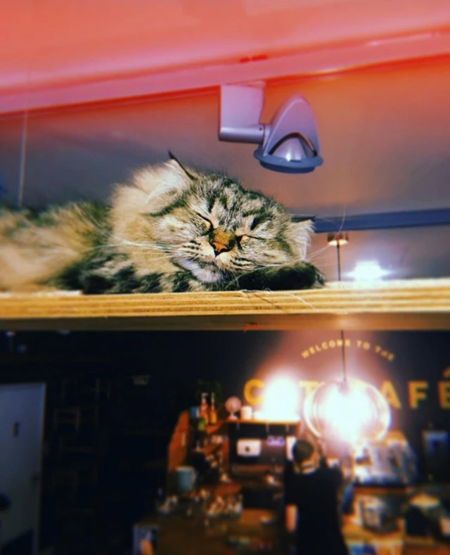 cat Cafe