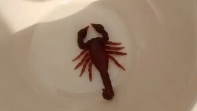 Scorpion