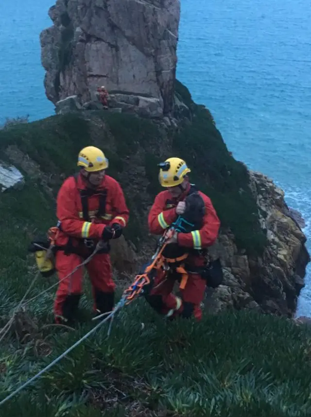 Rescuers scale a cliff with a dog in Jersey