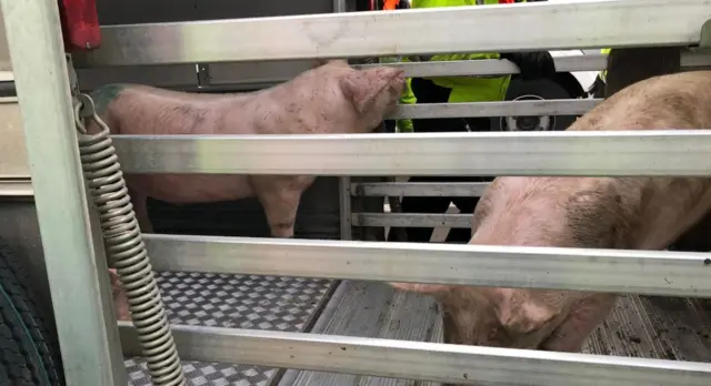 Pigs in trailer