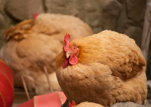 Free range brown hen close up looking at the camera.