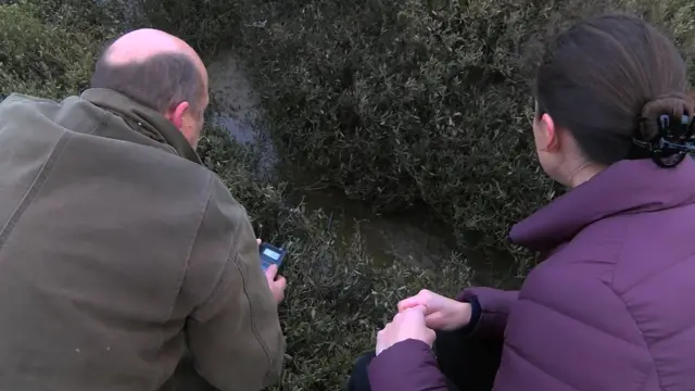 Salt marshes in Barnstaple