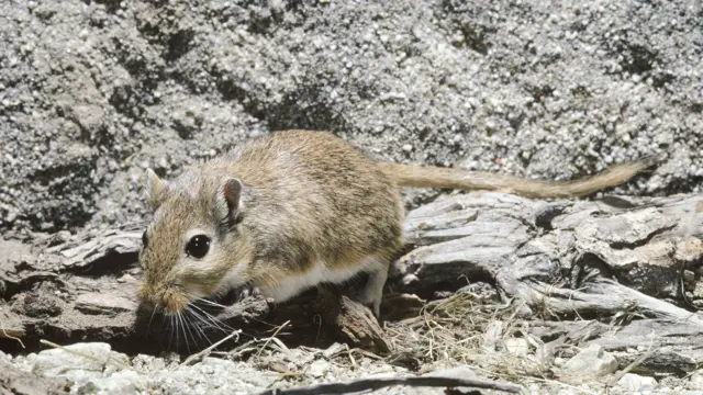 A gerbil