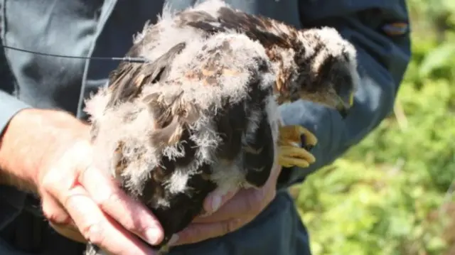 River the hen harrier