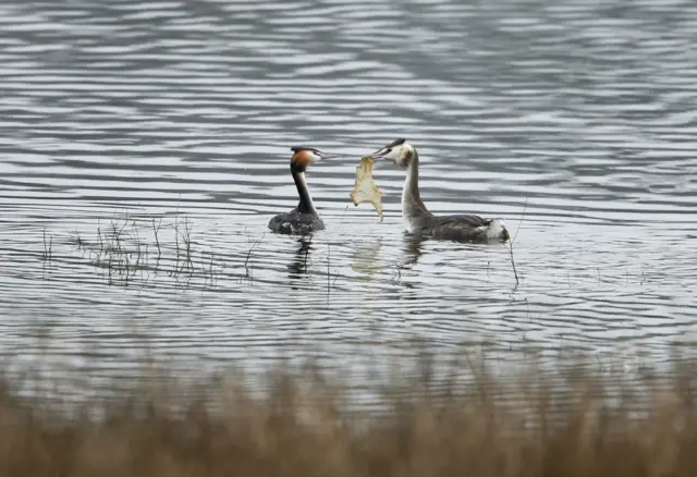 Birds using plastic in mating ritual