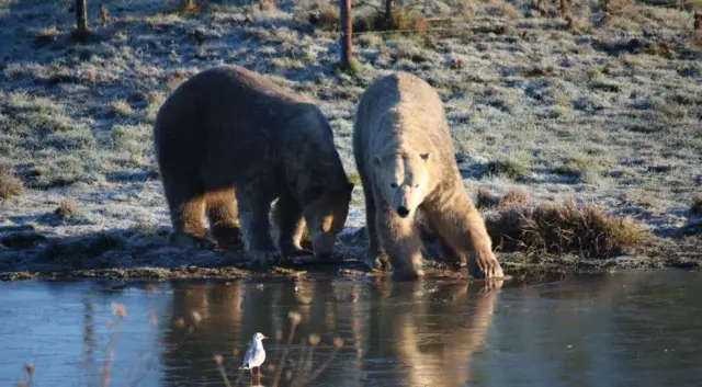 POLAR BEAR