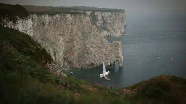 Birds at Bempton Cliffs