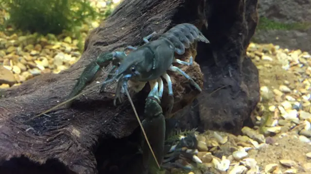 White-clawed crayfish