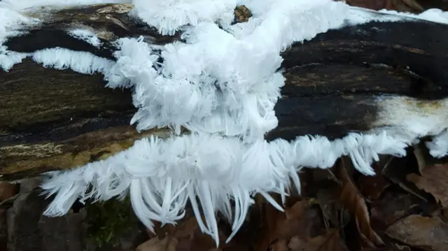 Hair ice in Buxton