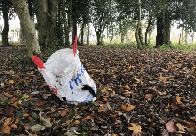 Cat found in Tesco bag