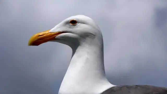 A gull