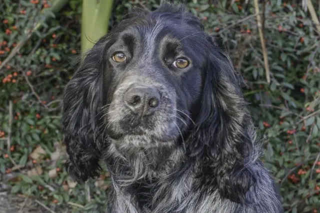 COCKER SPANIEL