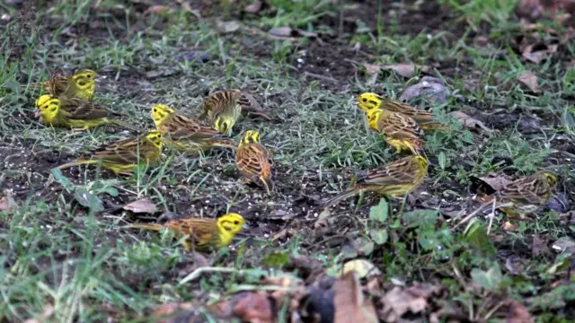 Yellowhammers