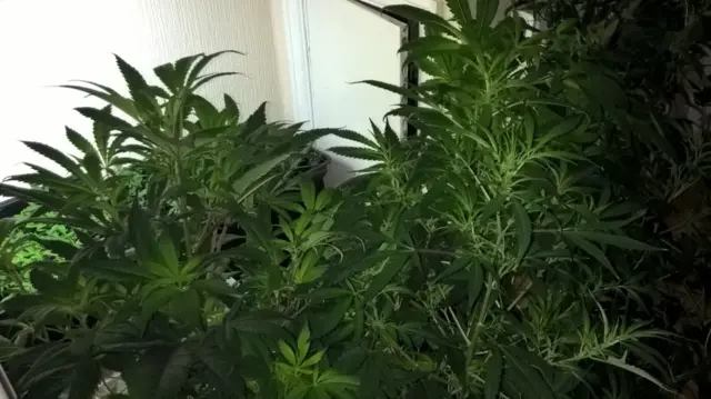 Cannabis plants