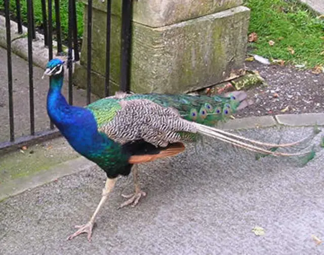 peacock in York