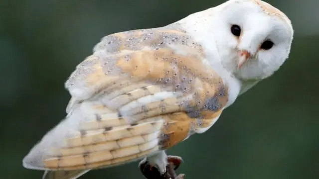 Barn owl