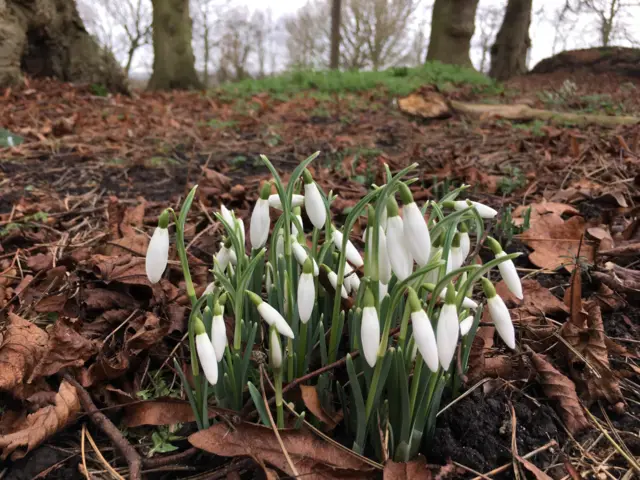 snowdrops