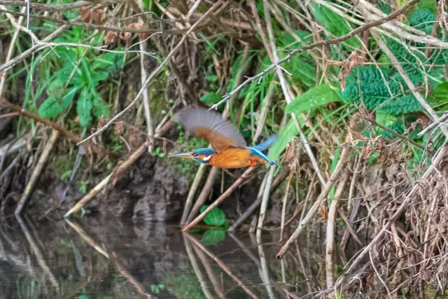 Kingfisher
