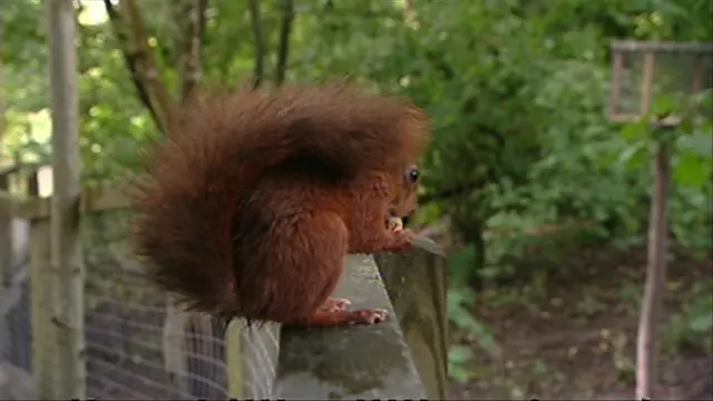 red squirrel