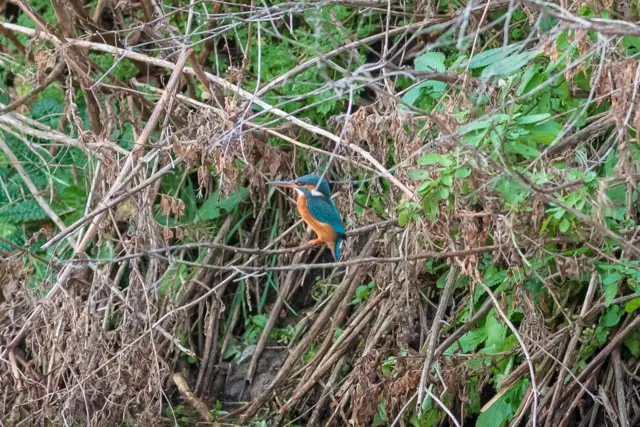 Kingfisher