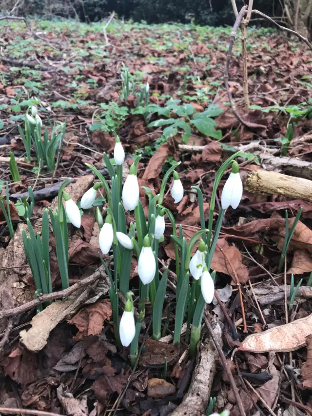 snowdrops