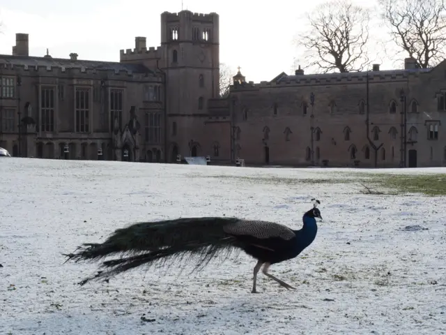 peacock at Newstead Abbey