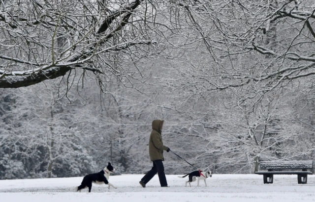 Dogs in the snow