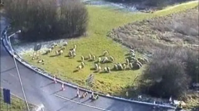 Sheep on motorway