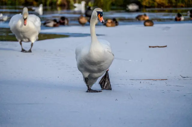 Frozen lake in Wingerworth